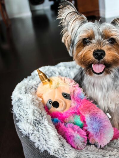 Pet Boarding & Daycare