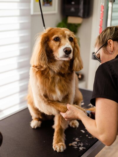 Pet Grooming & Care