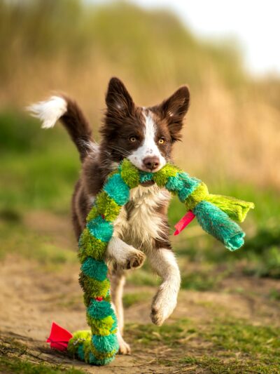 Pet Supplies & Accessories